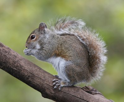 Eastern Grey Squirrel on a Limb.jpg